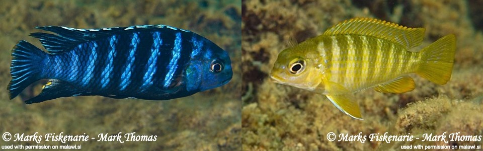 Tropheops sp. 'higga' Higga Reef 