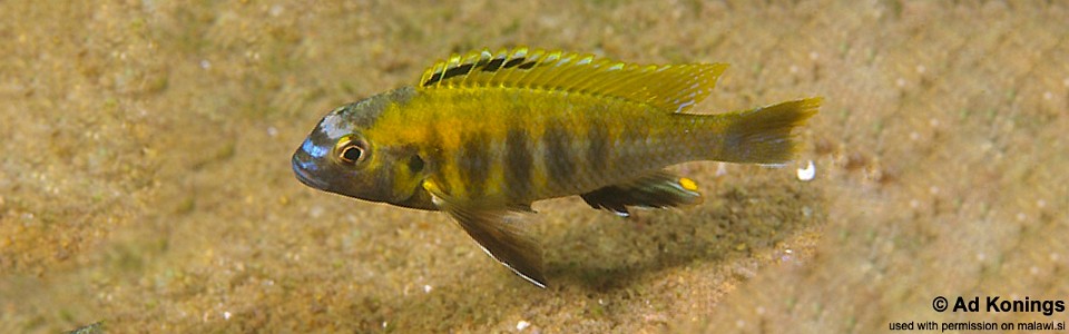 Tropheops sp. 'masimbwe' Crocodile Rocks<br><font color=gray>Tropheops novemfasciatus 'Crocodile Rocks'</font>