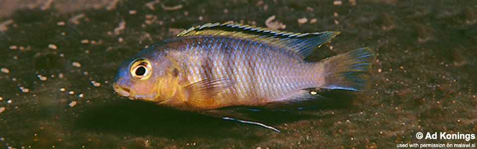 Tropheops sp. 'orange chest' Tsano Rock<br><font color=gray>Tropheops tropheops 'Tsano Rock'</font> 