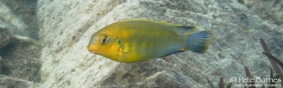 Tropheops sp. 'yellow chin' Mbamba Islands