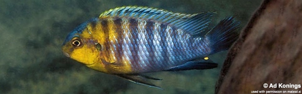 Tropheops sp. 'yellow gular' Chimwalani Reef