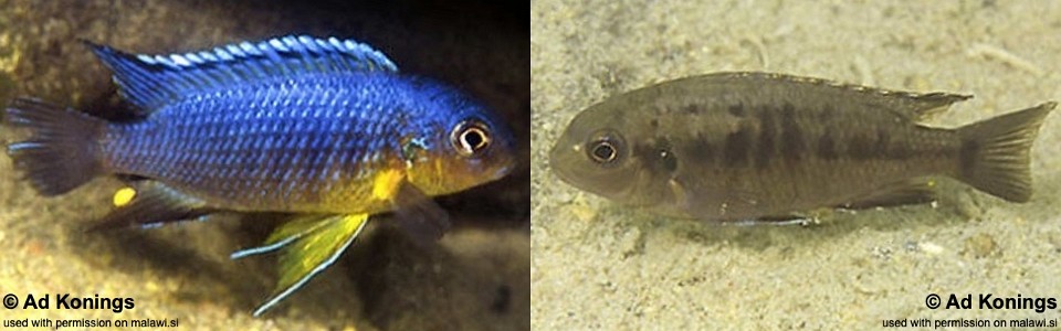 Tropheops sp. 'yellow gular' Chiofu Bay