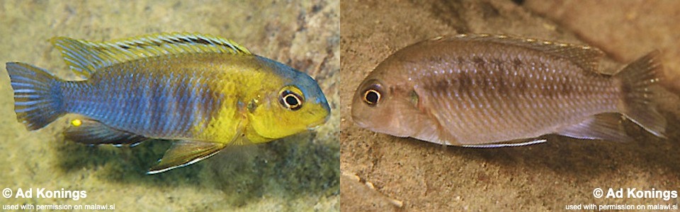 Tropheops sp. 'band' Nkhata Bay