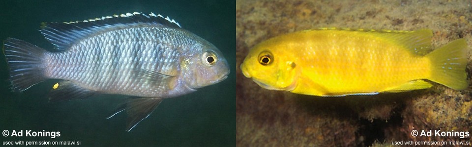 Tropheops sp. 'black dorsal' Chimwalani Reef