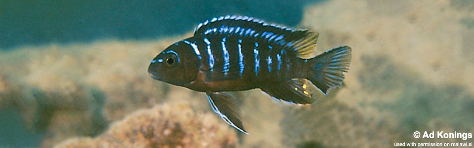 Tropheops sp. 'elongatus mbako' Cobwé