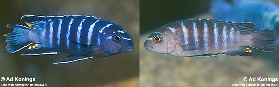 Tropheops sp. 'elongatus mbako' Maingano Island