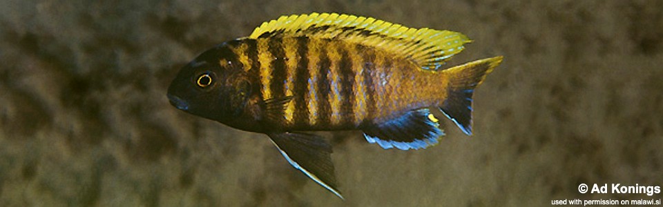 Tropheops sp. 'red fin' Kakusa