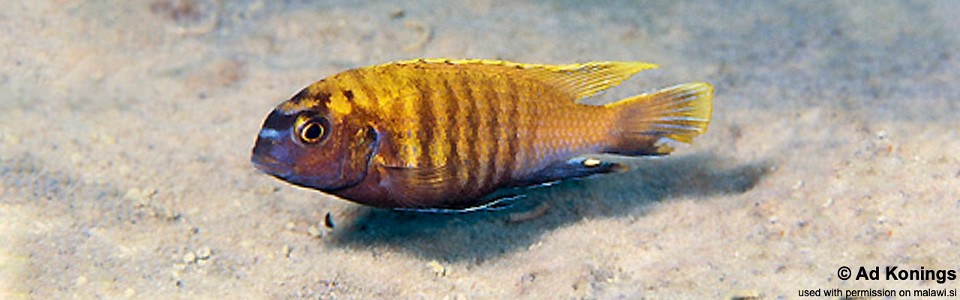 Tropheops sp. 'red fin' Liutche