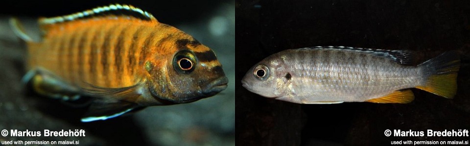 Tropheops sp. 'red fin' Lundo Island