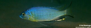 Mchenga conophoros