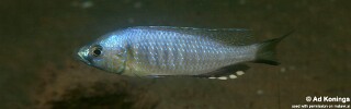 Mchenga cyclicos &#39;Masasa Reef&#39;