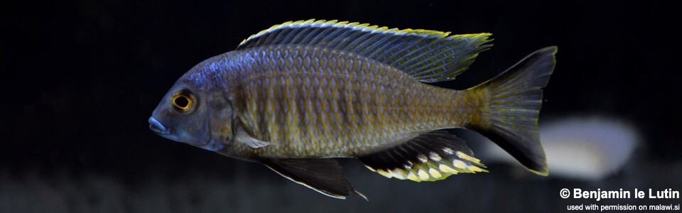 Mchenga thinos 'Chimwalani (Eccles) Reef'
