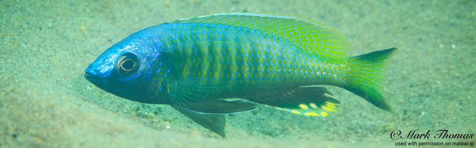 Mchenga thinos 'Mdoka'