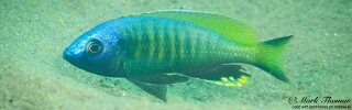 Mchenga thinos &#39;Mdoka&#39;