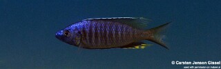 Mchenga thinos &#39;Nkhata Bay&#39;