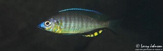 Mchenga thinos &#39;Nkhomo Reef