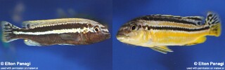 Melanochromis auratus &#39;Chidunga Rocks&#39;
