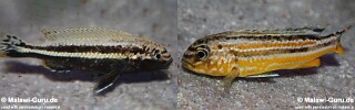 Melanochromis auratus &#39;Chipoka&#39;