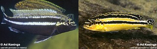 Melanochromis auratus &#39;Mbenji Island&#39;