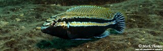 Melanochromis auratus &#39;Mitande Reef (Rocks)&#39;