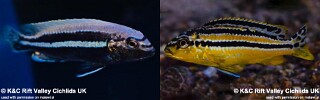Melanochromis auratus &#39;Nakantenga Island&#39;
