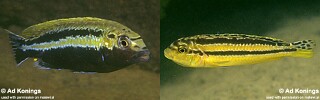 Melanochromis auratus &#39;Namalenje Island&#39;