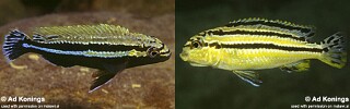 Melanochromis auratus &#39;Thumbi West Island&#39;