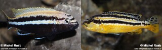 Melanochromis auratus (unknown locality)