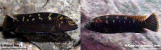 Melanochromis baliodigma Melanochromis xanthodigma (junior synonym)