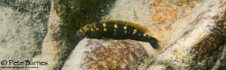 Melanochromis baliodigma &#39;Border&#39;