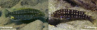 Melanochromis baliodigma &#39;Membe Island&#39;