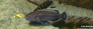 Melanochromis baliodigma &#39;Tumbi Point&#39;