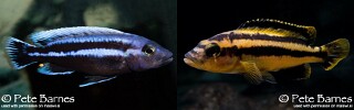 Melanochromis chipokae &#39;Chidunga Rocks&#39;