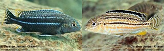 Melanochromis dialeptos Melanochromis sp. &#39;dwarf auratus&#39;