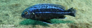 Melanochromis dialeptos &#39;Border&#39;