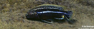Melanochromis dialeptos &#39;Narungu&#39;