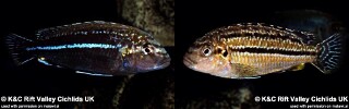 Melanochromis dialeptos (unknown locality)