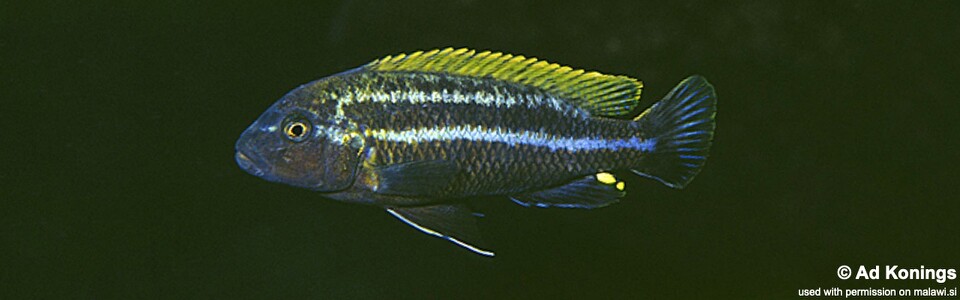 Melanochromis heterochromis 'Nakantenga Island'