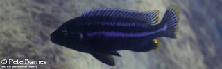 Melanochromis heterochromis &#39;Chinyamwezi Island&#39;