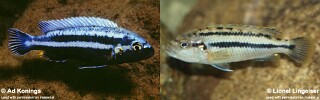 Melanochromis heterochromis &#39;Chinyankwazi Island&#39;