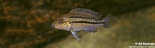 Melanochromis heterochromis &#39;Mbenji Island&#39;