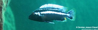 Melanochromis heterochromis &#39;Mumbo Island&#39;