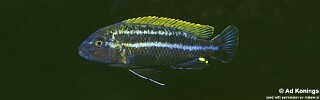 Melanochromis heterochromis &#39;Nakantenga Island&#39;