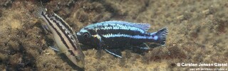 Melanochromis heterochromis &#39;Three Peaks Reef&#39;