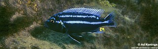 Melanochromis heterochromis &#39;Zimbawe Rock&#39;