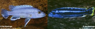 Melanochromis kaskazini Melanochromis sp. &#39;northern blue&#39;