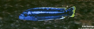 Melanochromis kaskazini &#39;Cape Kaiser&#39;