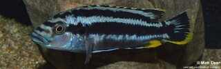 Melanochromis kaskazini &#39;Manda&#39;