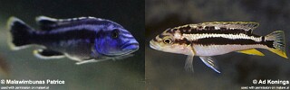 Melanochromis kaskazini &#39;Nkanda&#39;