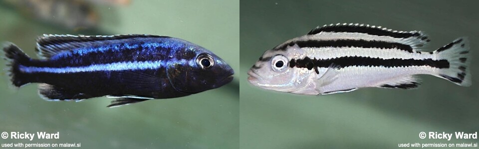 Melanochromis loriae 'Puulu Island'